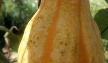 桂林吃瓜直播,一场视觉与味蕾的双重盛宴