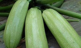 药瓜怎么吃才好吃,营养与口感双重享受