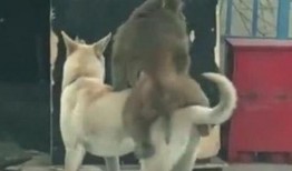 狗狗吃三叶瓜