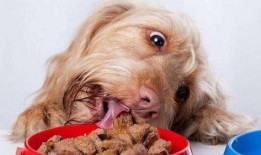 狗狗吃三叶瓜