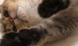 金渐层吃瓜,金渐层猫咪的夏日吃瓜日常