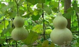 葫芦瓜可以吃籽吗,美味与营养的双重享受