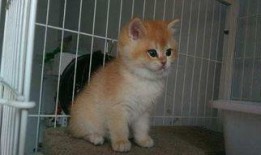 金渐层吃瓜,金渐层猫咪的夏日吃瓜日常