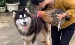 鹿哈吃瓜,揭秘娱乐圈背后的那些事儿