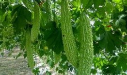 夏至吃瓜寓意是什么,消暑解渴，寓意吉祥的民间习俗