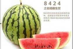 吃瓜自由基地