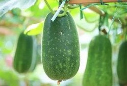 三根吃瓜