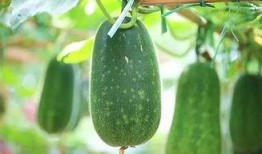 三根吃瓜