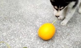 鹿哈吃瓜,揭秘娱乐圈背后的那些事儿