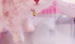 猫咪吃哈密瓜月饼,萌宠美食新体验