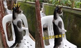 吃瓜猫猫吵架,一场关于瓜皮的激烈争吵