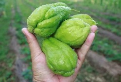 瓜哥喜欢吃瓜,探寻瓜哥的美食之旅