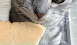 宠物猫吃瓜,宠物猫的瓜果时光