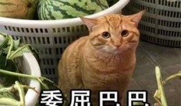 橘喵吃瓜,揭秘娱乐圈那些不为人知的幕后故事