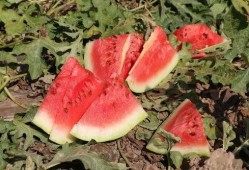 伴溪小院吃瓜,瓜香四溢，共享夏日清凉时光