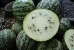 吃瓜怎样吃,解锁吃瓜的正确姿势