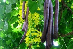 便秘吃羊角瓜,健康生活新选择