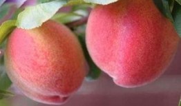 桃子吃瓜视频,揭秘娱乐圈幕后真相