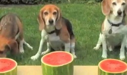 小狗吃瓜怎么画,趣味插画中的夏日风情