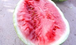 高原吃瓜,探寻高原独特的美食文化