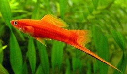 红箭鱼吃瓜,一场与瓜果的美食邂逅