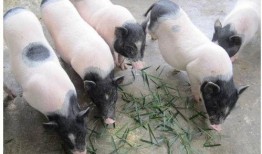 吃瓜香猪视频大全,趣味横生的萌宠日常