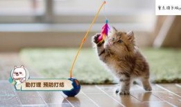 猫咪快乐吃瓜视频,猫咪吃瓜视频萌态十足