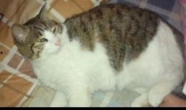 吃瓜猫猫吵架,一场关于瓜皮的激烈争吵