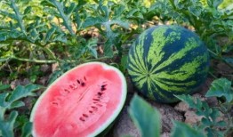 石庄吃瓜,揭秘网络热点的背后故事