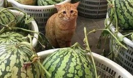 橘喵吃瓜,揭秘娱乐圈那些不为人知的幕后故事