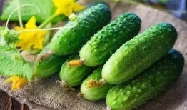 吃瓜吃了有什么营养,揭秘瓜果中的营养秘密