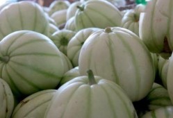 带皮吃的小白瓜,带皮食用的美味小白瓜