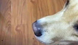 狗子吃瓜比赛,谁才是真正的瓜王？