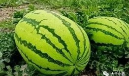 大瓜咋吃最好,教你如何最佳品尝大瓜