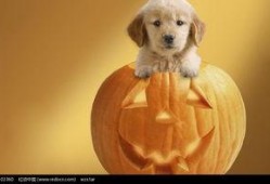 吃瓜小狗过年,吃瓜小狗的欢乐过年记