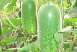 吃瓜情报处十万粉丝,吃瓜情报处独家揭秘