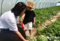 高原吃瓜,探寻高原独特的美食文化