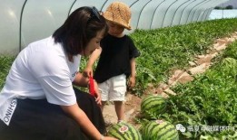 高原吃瓜,探寻高原独特的美食文化