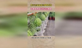 闲来无事吃瓜,吃瓜群众如何轻松度过悠闲时光？