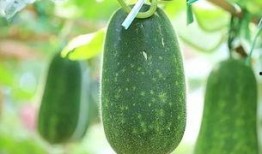 吃瓜五户,一场邻里间的欢乐盛宴