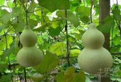 葫芦瓜可以吃籽吗,美味与营养的双重享受