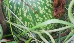 吃瓜不看瓜全部小说阅读,揭秘小说世界的精彩幕后