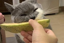 猫咪吃哈密瓜月饼,萌宠美食新体验