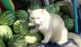 橘喵吃瓜,揭秘娱乐圈那些不为人知的幕后故事