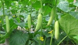 跟系统吃瓜,揭秘网络世界的趣味与争议