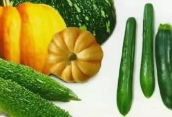 吃瓜解渴吗,揭秘夏日消暑新风尚