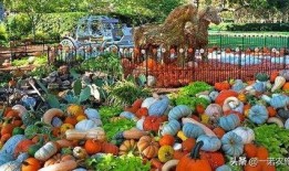 漳州芗城吃瓜乐园,吃瓜乐园，夏日消暑好去处