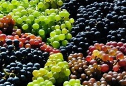 吃瓜小熊葡萄,吃瓜小熊的葡萄奇遇记