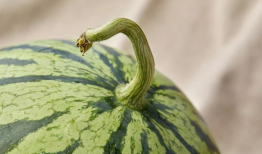 上海团长吃瓜,揭秘背后的真相与反思