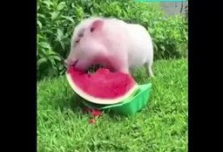 猪吃小瓜,猪儿欢享小瓜美味时光